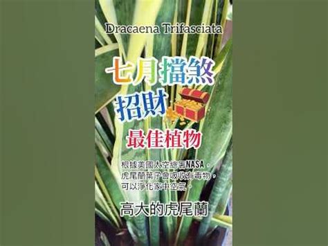 虎尾蘭 擋煞|【虎尾蘭辟邪】虎尾蘭：招財擋煞的風水聖品，讓你平安運勢旺翻。